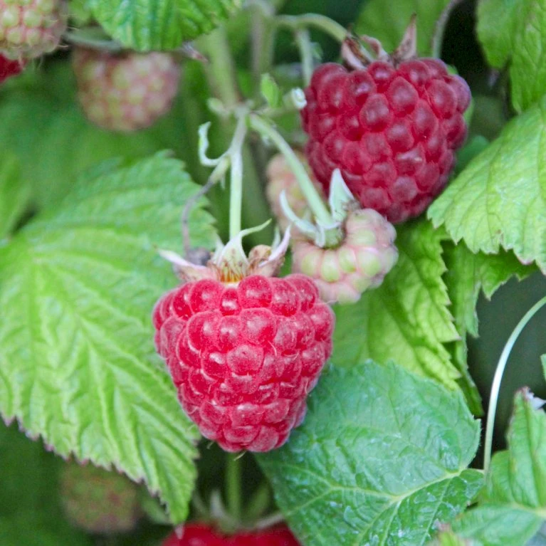 Sommer Hindbær 'Malling Promise' Rubus Idaeus 'Malling Promise' Potte 2,0 Liter,- Opbundet 2 Sommer Hindbær 'Malling Promise' Rubus Idaeus 'Malling Promise' Potte 2,0 Liter,- Opbundet - Billede 2