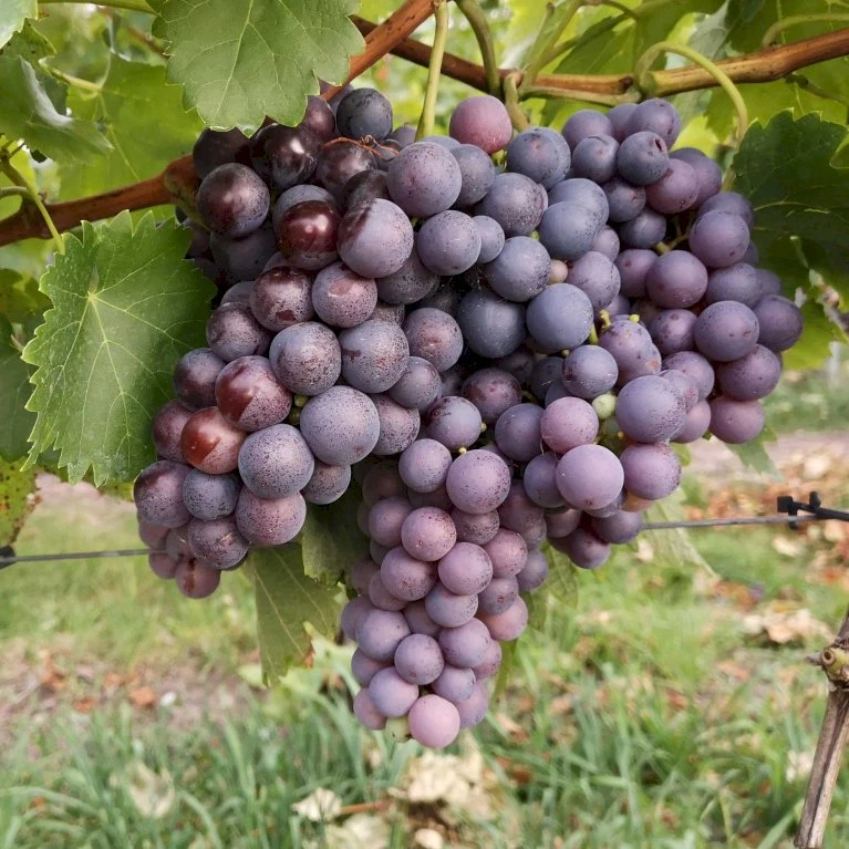 Vin 'Erdbeertraube' Vitis Vinifera 'Erdbeertraube' Potte 3,0 Liter,- Opbundet 80-100 Cm. 1 Vin 'Erdbeertraube' Vitis Vinifera 'Erdbeertraube' Potte 3,0 Liter,- Opbundet 80-100 Cm.