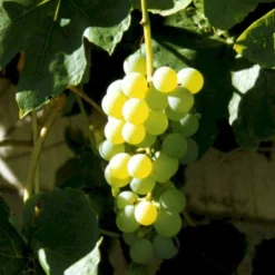Vin 'Millenium' Vitis Vinifera 'Millenium' Potte 3,0 Liter,- Opbundet 80-100 Cm.