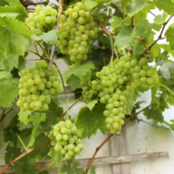 Vin 'Romulus' Vitis Vinifera 'Romulus' Potte 3,0 Liter,- Opbundet 80-100 Cm.