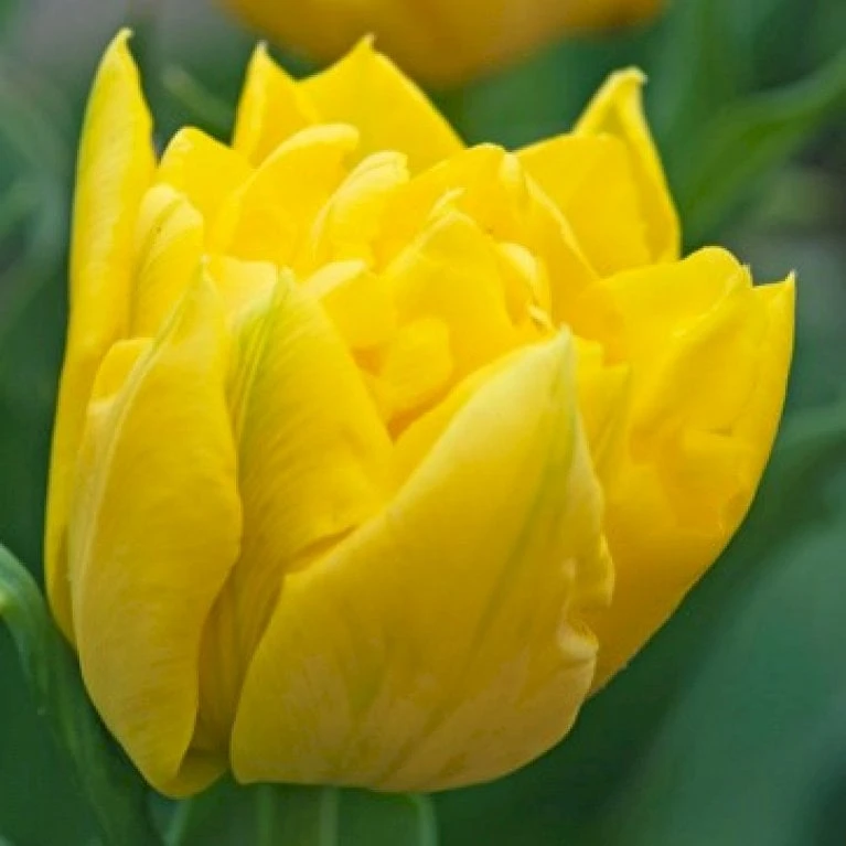 Tulipan 'Marie Jo' Tulips 'Marie Jo' Blomsterløg, Antal Pr. Pakke, Ca. 7 Stk. 1 Tulipan 'Marie Jo' Tulips 'Marie Jo' Blomsterløg, Antal Pr. Pakke, Ca. 7 Stk.