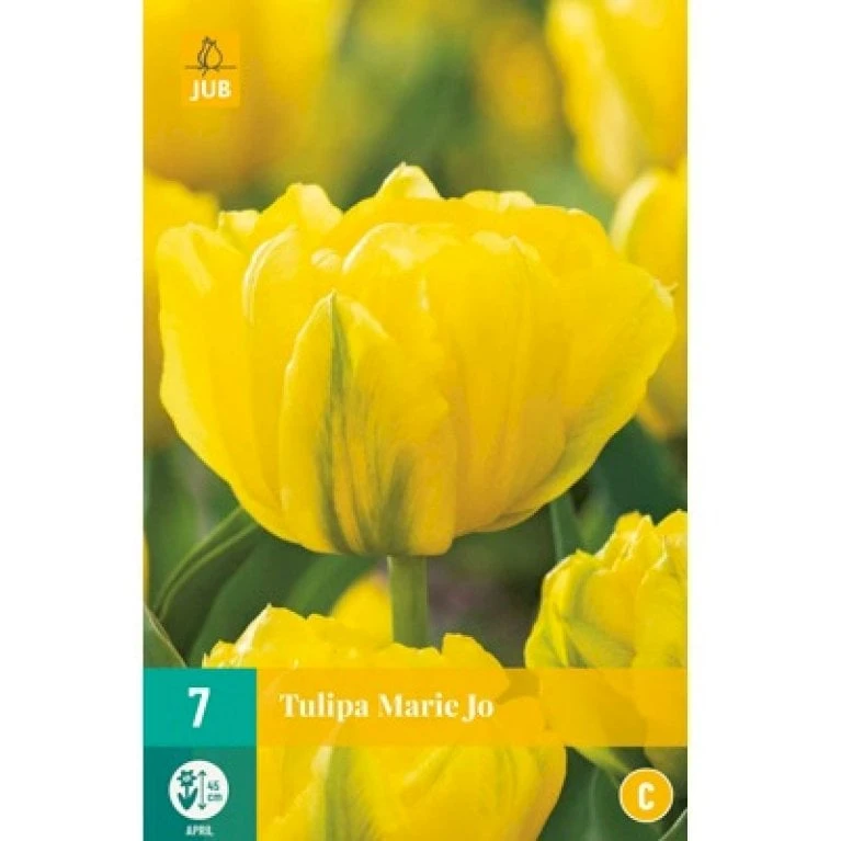 Tulipan 'Marie Jo' Tulips 'Marie Jo' Blomsterløg, Antal Pr. Pakke, Ca. 7 Stk. 2 Tulipan 'Marie Jo' Tulips 'Marie Jo' Blomsterløg, Antal Pr. Pakke, Ca. 7 Stk. - Billede 2