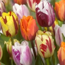 Tulipan 'Flaming Beauty' Mix Tulips 'Flaming Beauty' Mix Blomsterløg, Antal Pr. Pakke, Ca. 10 Stk.