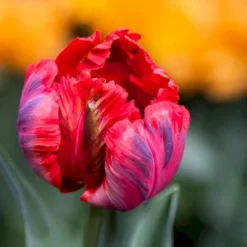 Tulipan 'Shining Parrot' Tulips 'Shining Parrot' Blomsterløg, Antal Pr. Pakke, Ca. 7 Stk.