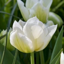 Tulipan 'Northcap' Tulips 'Northcap' Blomsterløg, Antal Pr. Pakke, Ca. 7 Stk.