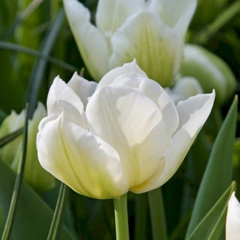 Tulipan 'Northcap' Tulips 'Northcap' Blomsterløg, Antal Pr. Pakke, Ca. 7 Stk. 1 Tulipan 'Northcap' Tulips 'Northcap' Blomsterløg, Antal Pr. Pakke, Ca. 7 Stk.