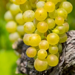 Vin 'Pusztatraube' Vitis Vinifera 'Pusztatraube' Potte 3,0 Liter,- Opbundet 80-100 Cm.