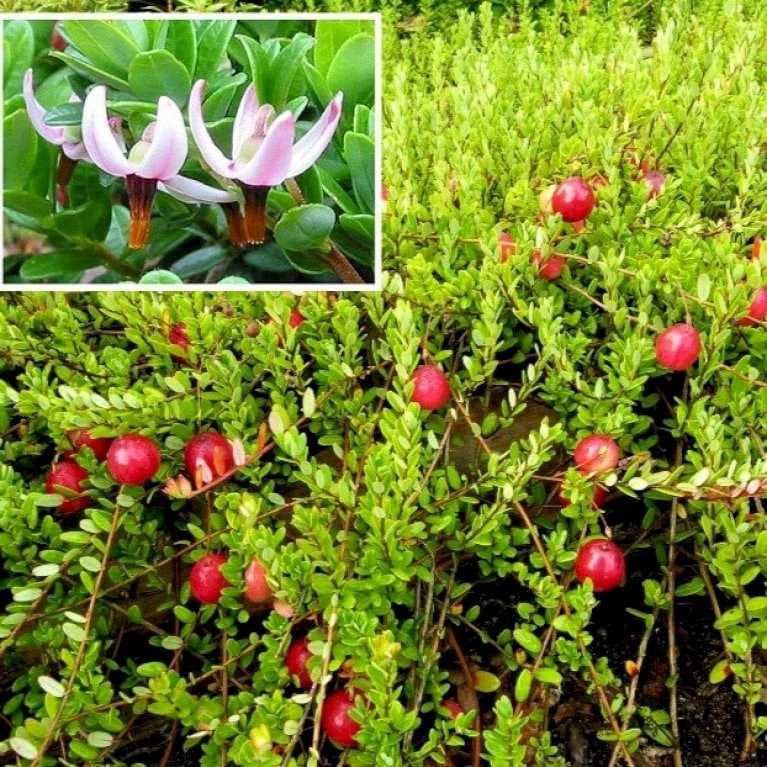 Vild Tranebær Vaccinium Oxycoccus 10 Cm. Potte 1 Vild Tranebær Vaccinium Oxycoccus 10 Cm. Potte