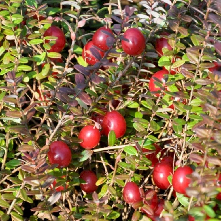 Vild Tranebær Vaccinium Oxycoccus 10 Cm. Potte 3 Vild Tranebær Vaccinium Oxycoccus 10 Cm. Potte - Billede 3