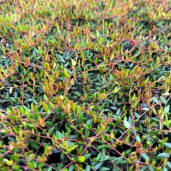 Vild Tranebær Vaccinium Oxycoccus 10 Cm. Potte 8 Vild Tranebær Vaccinium Oxycoccus 10 Cm. Potte -Osmosite Butik p37595 51183 vaccinium oxycoccus 5151