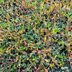 Vild Tranebær Vaccinium Oxycoccus 10 Cm. Potte 9 Vild Tranebær Vaccinium Oxycoccus 10 Cm. Potte -Osmosite Butik p37595 51184 vaccinium oxycoccus 4eb3