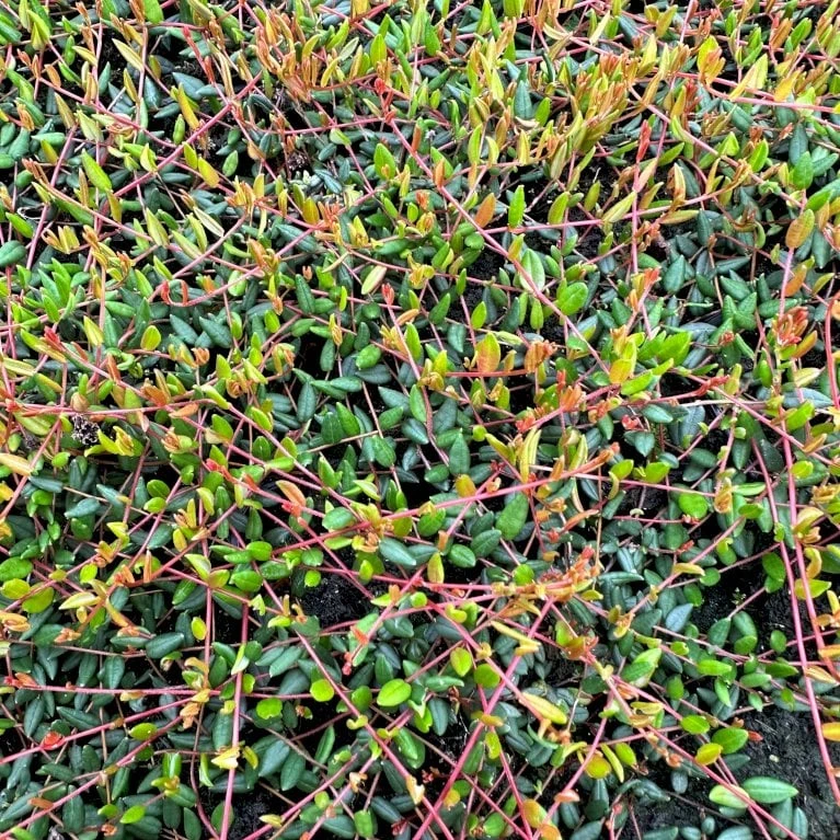 Vild Tranebær Vaccinium Oxycoccus 10 Cm. Potte 5 Vild Tranebær Vaccinium Oxycoccus 10 Cm. Potte - Billede 5