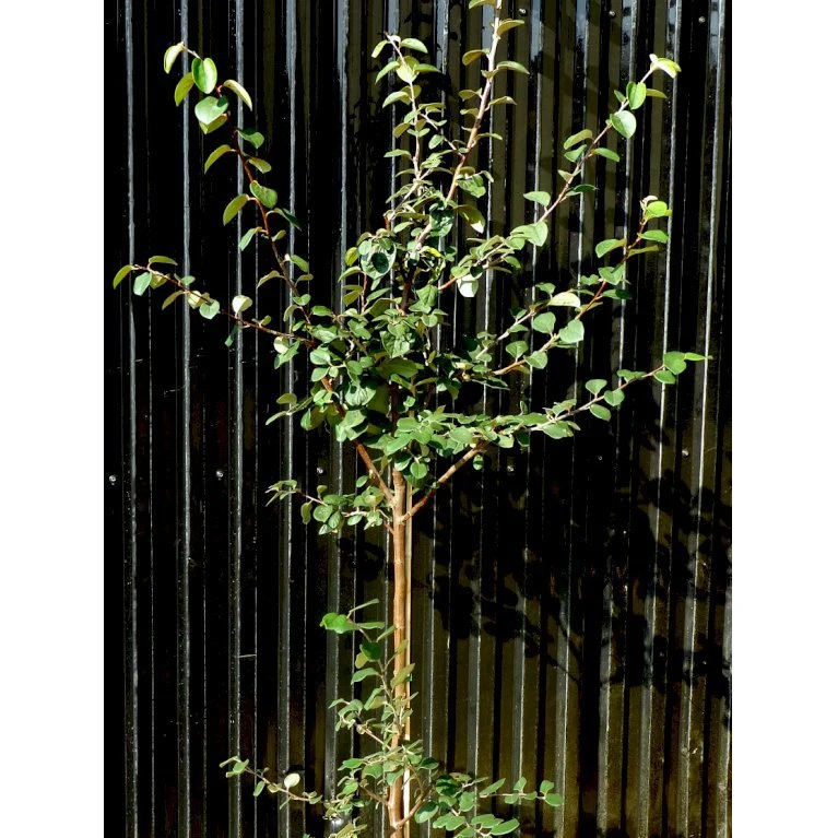 Æblekvæde 'Konstantinopel' Cydonia Oblonga 'Konstantinopel' Potte 7,5 Liter 125-150 Cm. 1 Æblekvæde 'Konstantinopel' Cydonia Oblonga 'Konstantinopel' Potte 7,5 Liter 125-150 Cm.