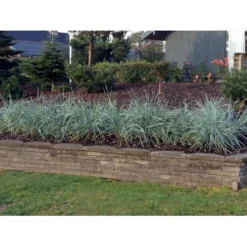 Marehalm Leymus Arenarius 10 Cm. Potte