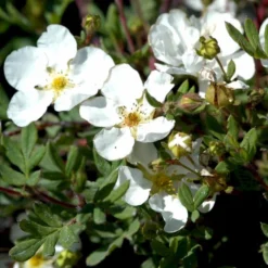 Hvid Buskpotentil 'Abbotswood' Potentilla Fruticosa 'Abbotswood' Plug + 2 års, 30-50 Cm. -Osmosite Butik p3969 54081 potentilla fruticosa abbotswood dd0b