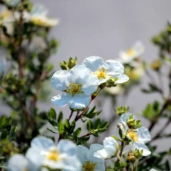 Hvid Buskpotentil 'Abbotswood' Potentilla Fruticosa 'Abbotswood' Plug + 2 års, 30-50 Cm. -Osmosite Butik p3969 54082 potentilla fruticosa abbotswood 7d58