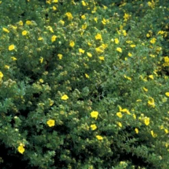 Gul Lav Buskpotentil 'Kobold' Potentilla Fruticosa 'Kobold' Plug + 2 år, 15-30 Cm.