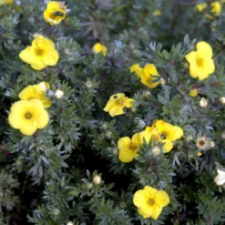 Gul Lav Buskpotentil 'Kobold' Potentilla Fruticosa 'Kobold' Plug + 2 år, 15-30 Cm. -Osmosite Butik p3970 54090 potentilla fruticosa kobold fe32