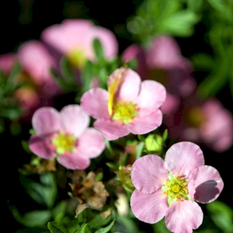 Pink Buskpotentil 'Lovely Pink' Potentilla Fruticosa 'Lovely Pink' Plug + 2 års, 20-40 Cm. 1 Pink Buskpotentil 'Lovely Pink' Potentilla Fruticosa 'Lovely Pink' Plug + 2 års, 20-40 Cm.