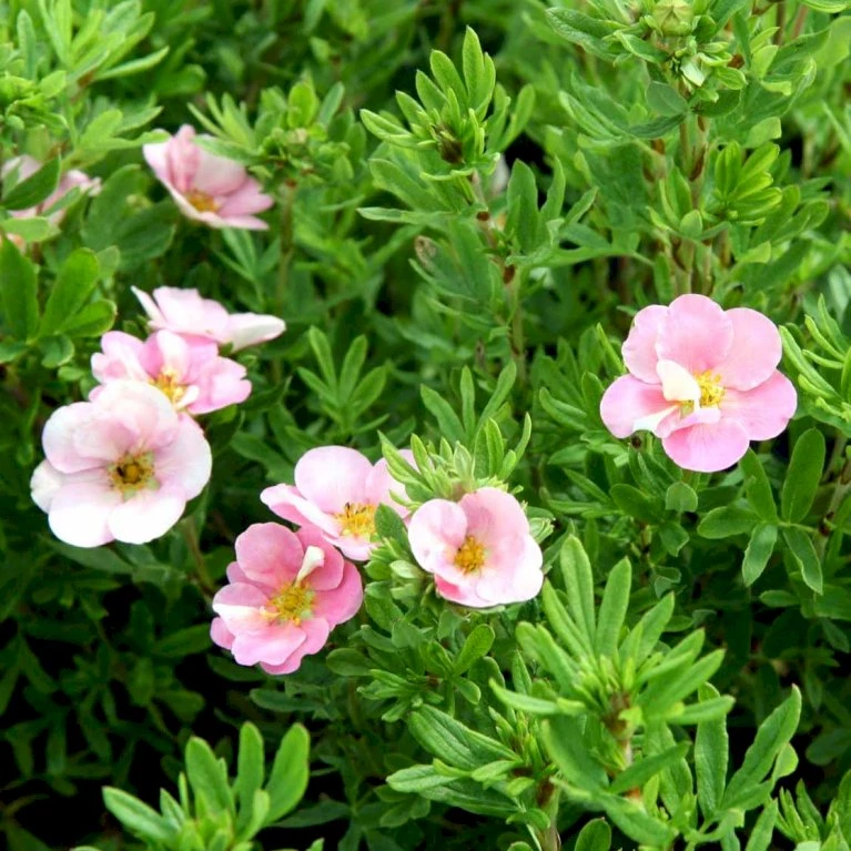 Pink Buskpotentil 'Lovely Pink' Potentilla Fruticosa 'Lovely Pink' Plug + 2 års, 20-40 Cm. 2 Pink Buskpotentil 'Lovely Pink' Potentilla Fruticosa 'Lovely Pink' Plug + 2 års, 20-40 Cm. - Billede 2