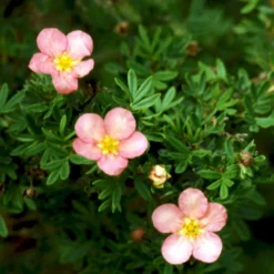 Pink Buskpotentil 'Lovely Pink' Potentilla Fruticosa 'Lovely Pink' Plug + 2 års, 20-40 Cm. 14 Pink Buskpotentil 'Lovely Pink' Potentilla Fruticosa 'Lovely Pink' Plug + 2 års, 20-40 Cm. -Osmosite Butik p3971 54095 potentilla fruticosa lovely pink 7321