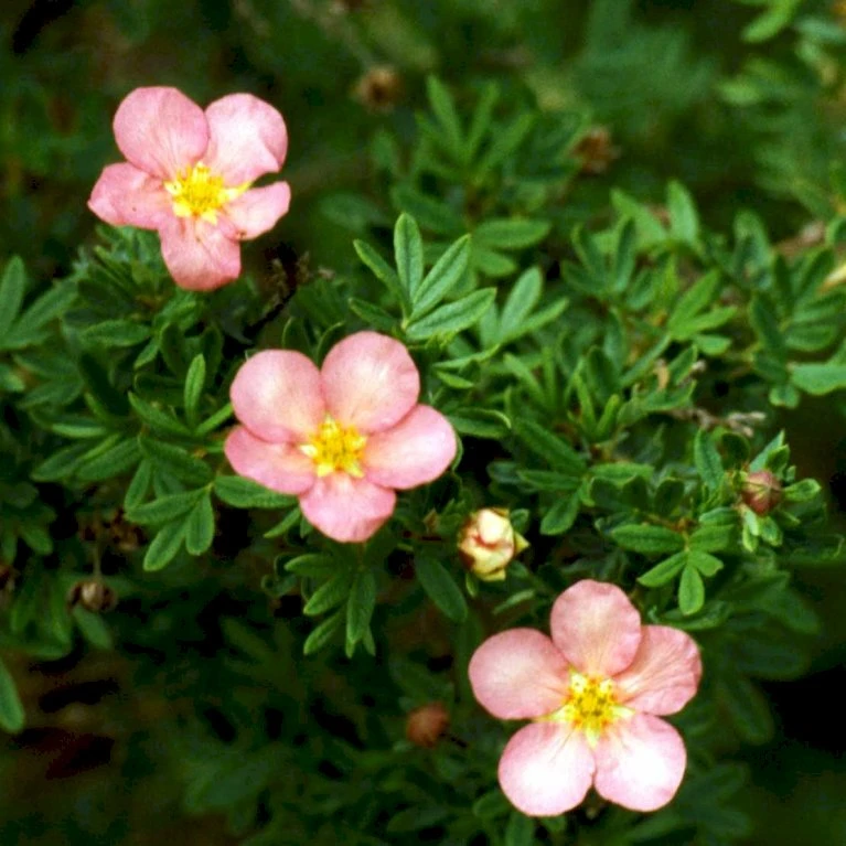 Pink Buskpotentil 'Lovely Pink' Potentilla Fruticosa 'Lovely Pink' Plug + 2 års, 20-40 Cm. 5 Pink Buskpotentil 'Lovely Pink' Potentilla Fruticosa 'Lovely Pink' Plug + 2 års, 20-40 Cm. - Billede 5