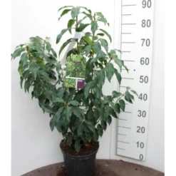 Portugisisk Laurbærkirsebær Prunus Lusitanica 'Angustifolia' Potte 5,0 Liter,- 60-80 Cm. -Osmosite Butik p4217 52635 prunus lusitanica angustifolia e36c