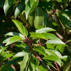 Portugisisk Laurbærkirsebær Prunus Lusitanica 'Angustifolia' Potte 5,0 Liter,- 60-80 Cm. -Osmosite Butik p4217 52812 prunus lusitanica angustifolia 7ebe