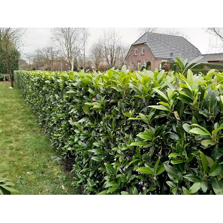 Kirsebærlaurbær 'Caucasica' Prunus Laurocerasus 'Caucasica' Med Klump,- 125-150 Cm. 1 Kirsebærlaurbær 'Caucasica' Prunus Laurocerasus 'Caucasica' Med Klump,- 125-150 Cm.