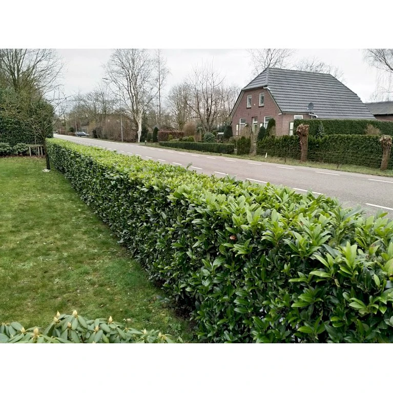 Kirsebærlaurbær 'Caucasica' Prunus Laurocerasus 'Caucasica' Med Klump,- 125-150 Cm. 2 Kirsebærlaurbær 'Caucasica' Prunus Laurocerasus 'Caucasica' Med Klump,- 125-150 Cm. - Billede 2