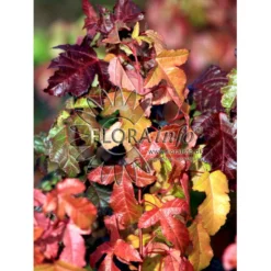 Ildløn Til Hæk Acer Ginnala 5 Liter Potte -Osmosite Butik p4554 5794 acer ginnala 8d9d