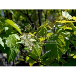 Ildløn Til Hæk Acer Ginnala 5 Liter Potte -Osmosite Butik p4554 5796 acer ginnala d5cb