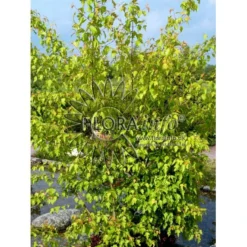 Ildløn Til Hæk Acer Ginnala 5 Liter Potte -Osmosite Butik p4554 5797 acer ginnala bcf7