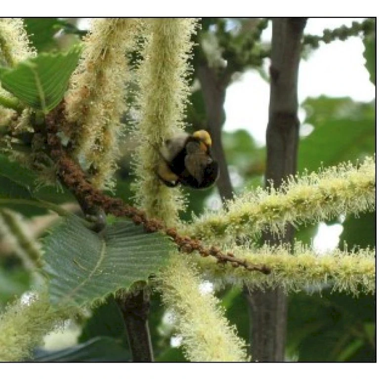 Ægte Kastanje 'Marigoule' Castanea Sativa 'Marigoule' Opbundet Til Ca. 150 Cm. Med Potte 1 Ægte Kastanje 'Marigoule' Castanea Sativa 'Marigoule' Opbundet Til Ca. 150 Cm. Med Potte