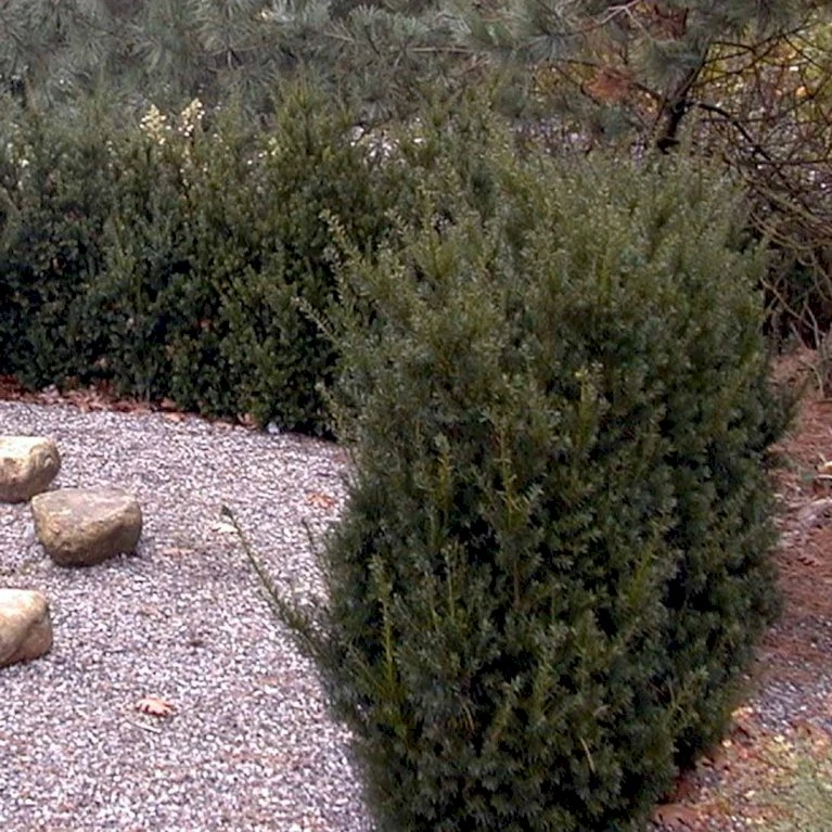 Taks 'Hillii' Taxus Media 'Hillii' Med Klump,- 100-120 Cm. 4 Taks 'Hillii' Taxus Media 'Hillii' Med Klump,- 100-120 Cm. - Billede 4