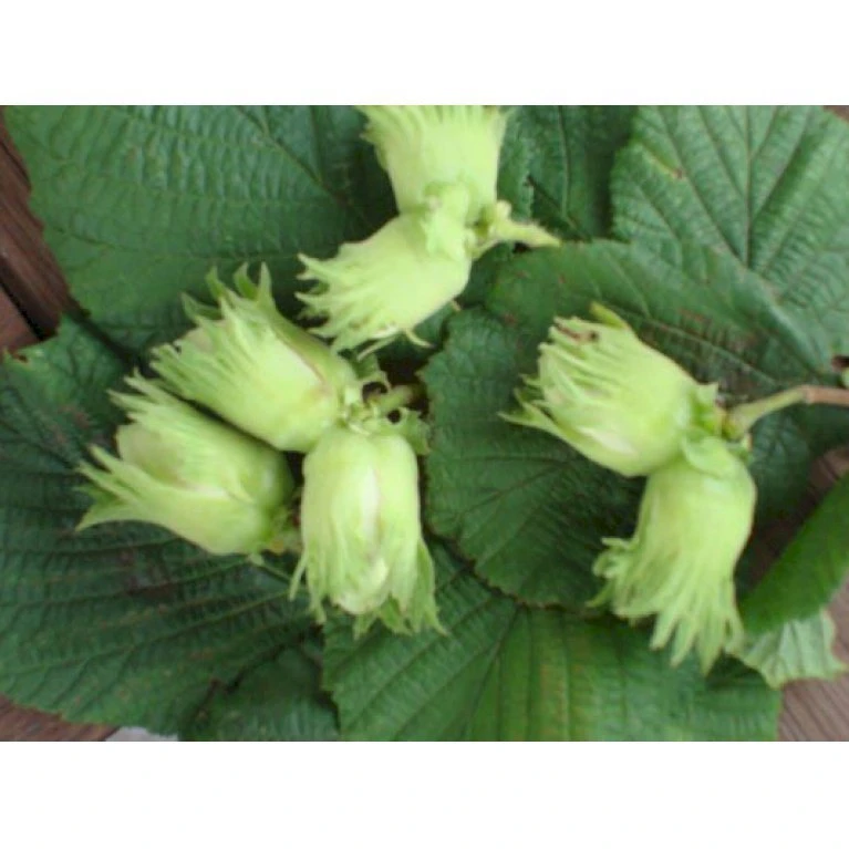 Storfrugtet Hassel 'Zellernød' Corylus Maxima 'Zellernød' 7,5 Liter Potte 1 Storfrugtet Hassel 'Zellernød' Corylus Maxima 'Zellernød' 7,5 Liter Potte
