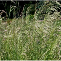 Mosebunke 'Goldtau' Deschampsia Cespitosa 'Goldtau' 1 Liter Potte