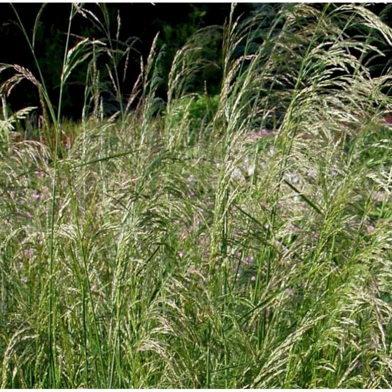 Mosebunke 'Goldtau' Deschampsia Cespitosa 'Goldtau' 1 Liter Potte 1 Mosebunke 'Goldtau' Deschampsia Cespitosa 'Goldtau' 1 Liter Potte