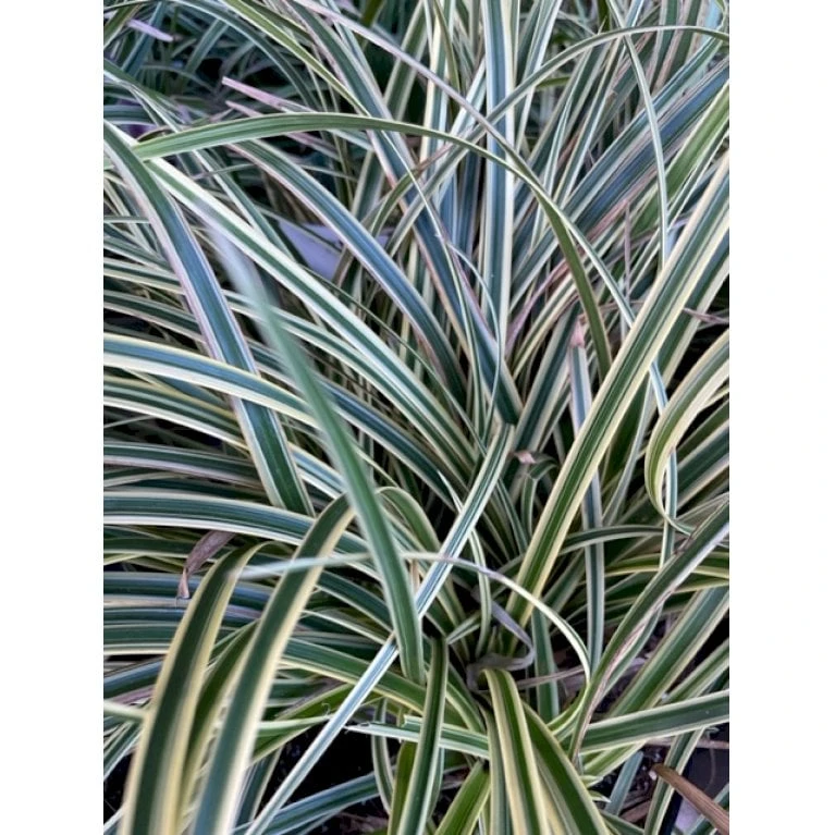 Star 'Variegata' Carex Morrowii 'Variegata' 1 Liter Potte 1 Star 'Variegata' Carex Morrowii 'Variegata' 1 Liter Potte