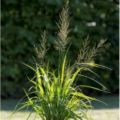 Pibegræs 'Transparent' Molinia Arundinacea 'Transparent' 1 Liter Potte