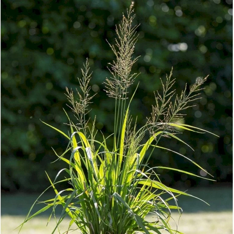 Pibegræs 'Transparent' Molinia Arundinacea 'Transparent' 1 Liter Potte 1 Pibegræs 'Transparent' Molinia Arundinacea 'Transparent' 1 Liter Potte