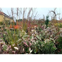 Pibegræs 'Transparent' Molinia Arundinacea 'Transparent' 1 Liter Potte 6 Pibegræs 'Transparent' Molinia Arundinacea 'Transparent' 1 Liter Potte -Osmosite Butik p4972 38561 molinia arundinacea transparant c3f3