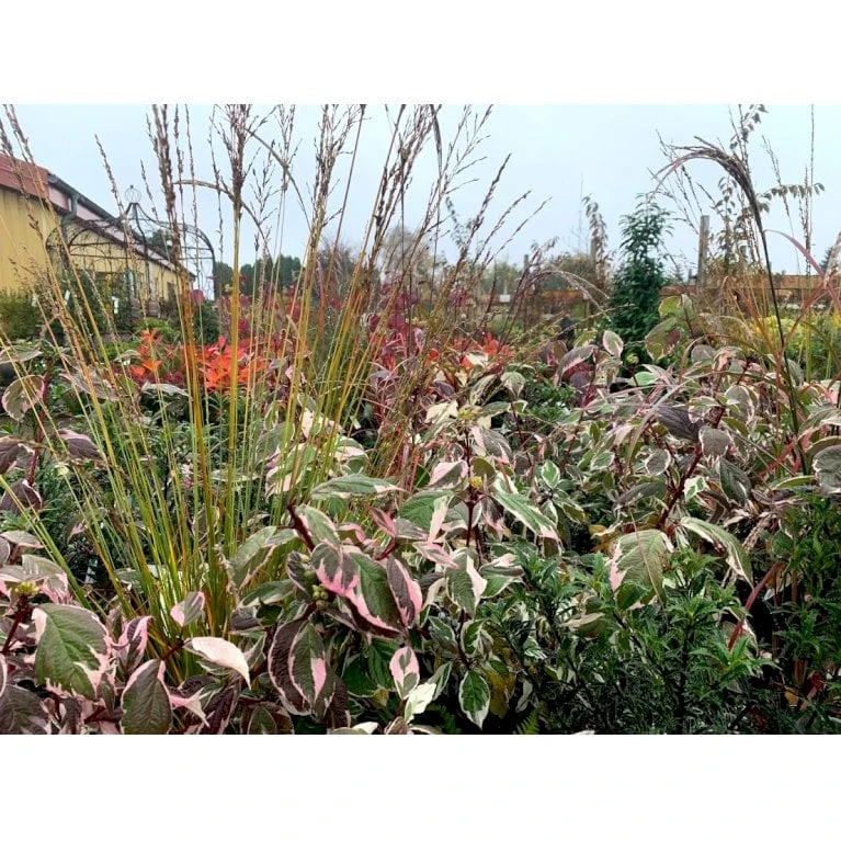 Pibegræs 'Transparent' Molinia Arundinacea 'Transparent' 1 Liter Potte 3 Pibegræs 'Transparent' Molinia Arundinacea 'Transparent' 1 Liter Potte - Billede 3