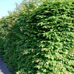 Avnbøg Carpinus Betulus Barrods,- 3 års (1/2) 100-125 Cm. Hækkvalitet.