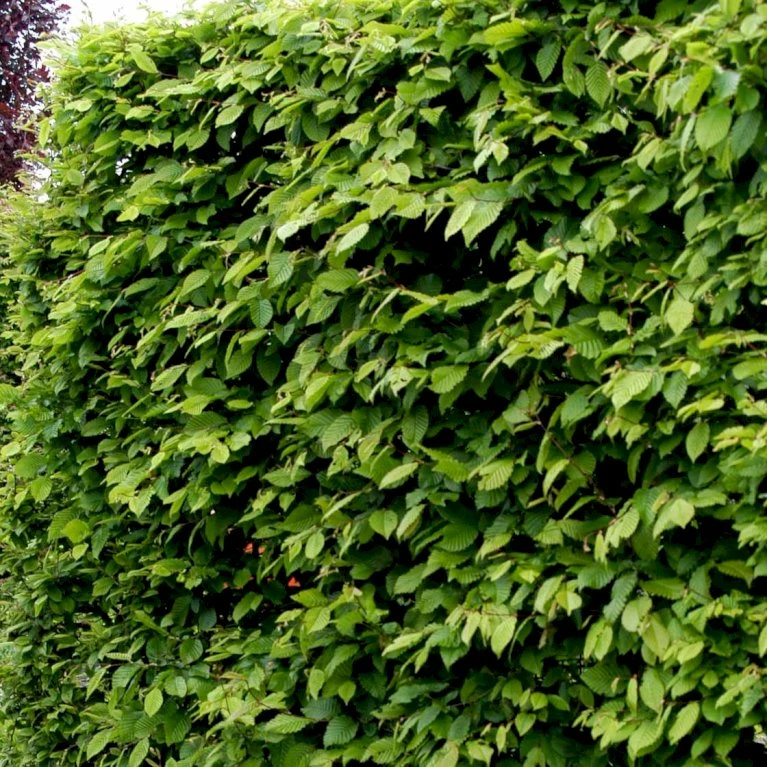 Avnbøg Carpinus Betulus Barrods,- 3 års (1/2) 100-125 Cm. Hækkvalitet. 2 Avnbøg Carpinus Betulus Barrods,- 3 års (1/2) 100-125 Cm. Hækkvalitet. - Billede 2