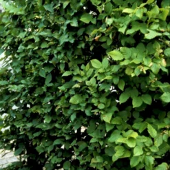 Avnbøg Carpinus Betulus Barrods,- 3 års (1/2) 100-125 Cm. Hækkvalitet. 10 Avnbøg Carpinus Betulus Barrods,- 3 års (1/2) 100-125 Cm. Hækkvalitet. -Osmosite Butik p500 54057 carpinus betulus 8ae9