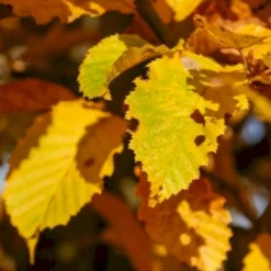 Avnbøg Carpinus Betulus Barrods,- 3 års (1/2) 100-125 Cm. Hækkvalitet. 11 Avnbøg Carpinus Betulus Barrods,- 3 års (1/2) 100-125 Cm. Hækkvalitet. -Osmosite Butik p500 54058 carpinus betulus 7bb1