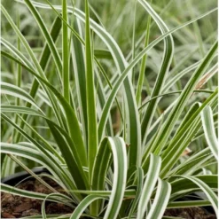 Star 'Everest' Carex Oshimensis 'Everest' 1 Liter Potte -Osmosite Butik p5106 36134 carex oshimensis everest c6fe