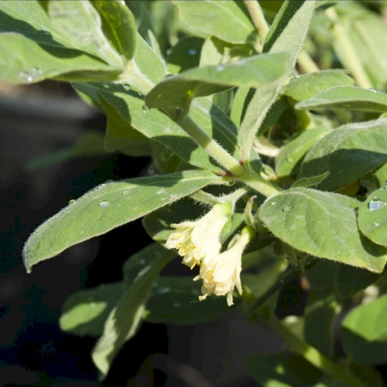 Majbær/Honningbær Lonicera Kamtschatica Potte 2,0 Liter,- Opbundet 1 Majbær/Honningbær Lonicera Kamtschatica Potte 2,0 Liter,- Opbundet