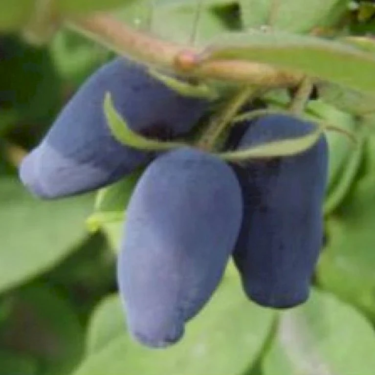 Majbær/Honningbær Lonicera Kamtschatica Potte 2,0 Liter,- Opbundet 2 Majbær/Honningbær Lonicera Kamtschatica Potte 2,0 Liter,- Opbundet - Billede 2